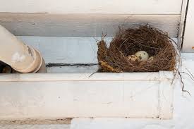 the dos and donts of bird nest removal
