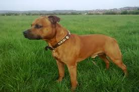 Staffordshire Bull Terrier