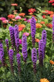 The scent can fill the yard (or the house if you cut the flowers and bring them inside!). 18 Low Maintenance Perennials