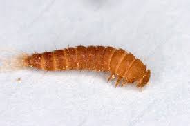 larva of black carpet beetle stock