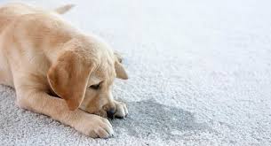 remove dog urine odor from carpet