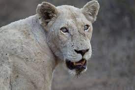 white lions the most mysterious of the