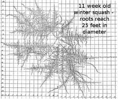 Plant Spacing And Vegetable Roots Chart Of Root Depths And