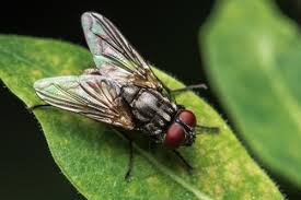How To Get Rid Of House Flies How To