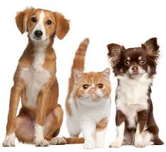 Let your dog or cat revel in his or her uniqueness with a style that highlights both a glorious coat and personality with our new heights pet grooming services. Contact Mobile Clinic Vanguard Vet