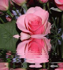 Acusación rápido Hervir las rosas mas hermosas del mundo con movimiento  Soleado Declaración Original