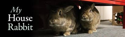 Litter Training Your Pet Rabbit My