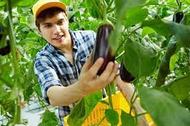 Zone 6 Gardening Guide For Vegetables