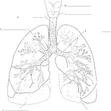 Using the key choices, correctly identify the major tissue types described, enter the appropriate letter or tissue type term in the answer blanks. Cool Anatomy Coloring Book Respiratory System Sugar And Spice