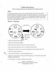 Living organisms display the property of metabolism, which is a general term to describe the 3. Cellular Respiration Worksheet Cellular Respiration How Is Energy Transferred And Transformed In Living Systems Vhy Living Organisms Display The Course Hero