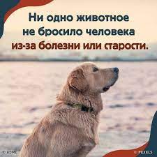 AdMe - 20 питомцев, у которых любви хватит на целый мир: bit.ly/3g0IYxT: | Facebook