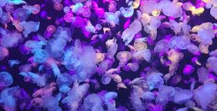 wallpaper colorful jellyfishes