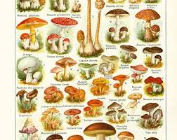 1933 Antique Mushroom Identification Chart Print Vintage Etsy