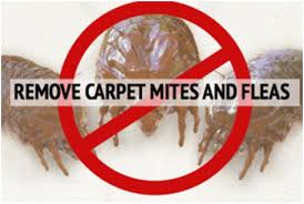 will carpet shooers kill fleas
