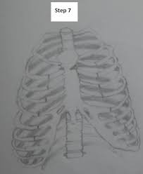 Human rib cage drawing at getdrawings | free download from getdrawings.com rib cage (anatomy drawing class). How To Draw The Rib Cage 7 Easy Steps