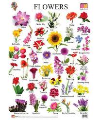 Multicolor Topsun Flower Charts Topsun Enterprises Id