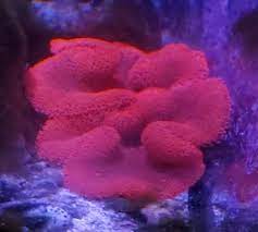 red haddoni carpet anemone reef2reef