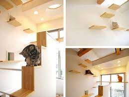 cat friendly house design from an