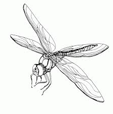 These free of cost and easy to edit and download templates are extremely popular amongst young girls. Dragonfly Coloring Page Coloring Home