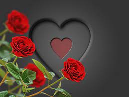 503983 romantic red rose heart rare