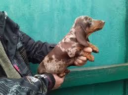 $500 riley, dachshund for adoption in seattle, washington dachshund · seattle, wa animal profile: Racer Purebred Healthy Miniature Dachshund Puppy For Sale Newdoggy Com