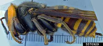 asian giant hornet fact guide