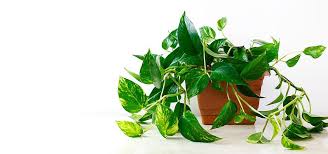Top 7 Oxygen Producing Indoor Plants
