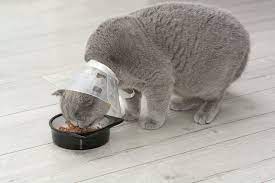 how to feed a cat with a cone 5 great
