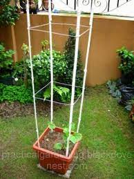 sy diy bamboo trellis in a container