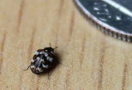 do carpet beetles bite debunking myths
