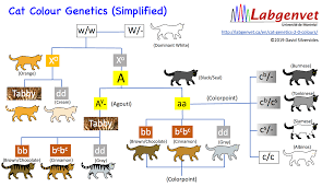 cat genetics 2 1 colours chart