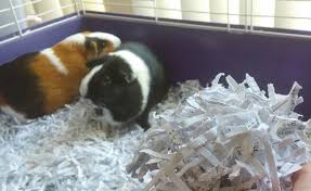 shredded paper for guinea pig bedding