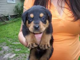 If you're not certain about where you want to live after graduation, then landing an. Rottweiler Puppies For Free In Ohio
