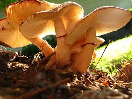 Are Mushrooms In The Garden Good Or Bad