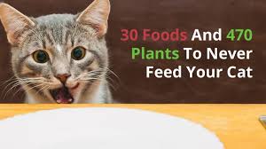 However, since it is made of peanuts, cats should only eat it in small amounts. 30 Foods And 470 Plants To Never Feed Your Cat