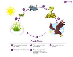 food chain definition types exles