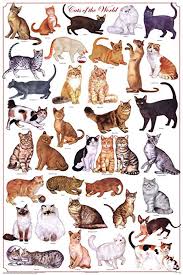 Feenixx Cats Of The World Educational Science Chart Poster Laminated Poster 24 X 36in