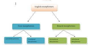Lexical morphemes are basically content words in a language that can be categorised as nouns, adjectives, verbs and adverbs. Summary And Mind Map Morpheme