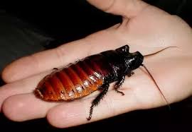 In the south east they are known to snack on cockroaches. My Smallish Cat Has Taken To Swallowing Enormous 2 1 2 Roaches Palmetto Bugs Whole And Alive Could There Be Any Bad Health Consequences For This Quora