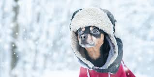 10 common winter pet hazards