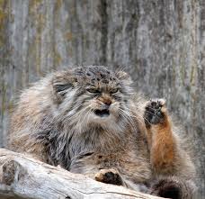 There are 80 pallas cat for sale on etsy, and they cost $24.23 on average. The Manul Cat Is The Most Expressive Cat In The World Bored Panda