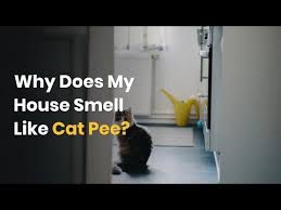 why does my house smell like cat