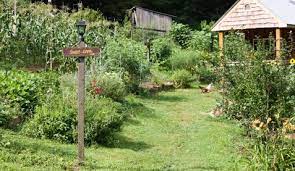 My Hillside Vegetable Garden