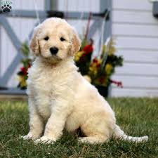 The puppies will be socialized to many different sounds, textures, daily situations, other animals, and people of all ages including children. Goldendoodle Puppies For Sale Greenfield Puppies
