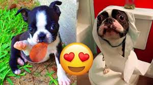 boston terrier in india may 2023