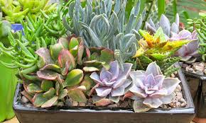 How Long Do Succulents Live How To