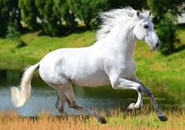 andalusian horse breed care cost