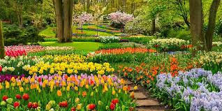 The park is ready and waiting for visitors. Keukenhof Tulip Park Tickets Buendia Tours