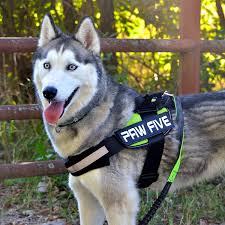 Cheap Easy Walk Dog Harness Sizing Find Easy Walk Dog