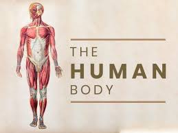 the human body know about anatomy
